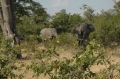 Savuti elephant welcoming committe